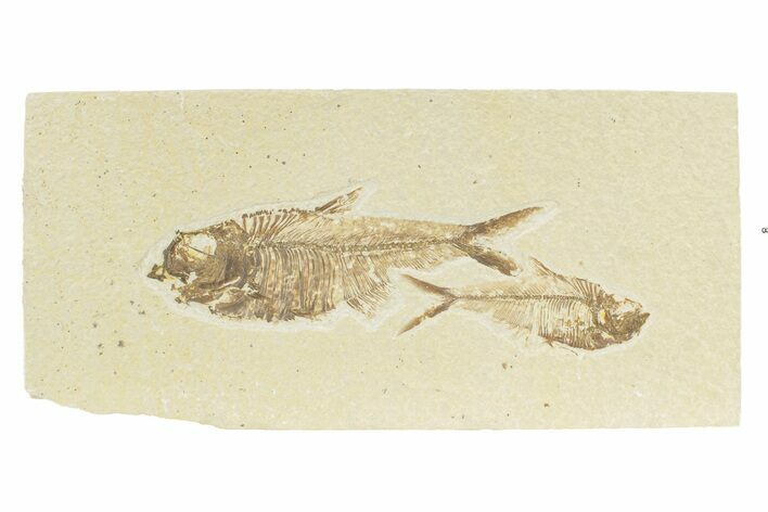 Two Detailed Fossil Fish (Diplomystus) - Wyoming #240378